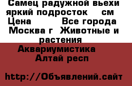 Самец радужной вьехи яркий подросток 15 см › Цена ­ 350 - Все города, Москва г. Животные и растения » Аквариумистика   . Алтай респ.